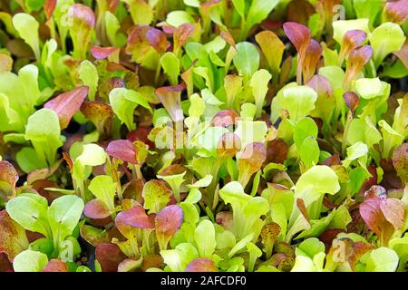 Hintergrund Bild von baby Salat gemischter Salat Stockfoto