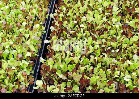 Große Wohnungen von baby Salat grünen wachsenden Stockfoto