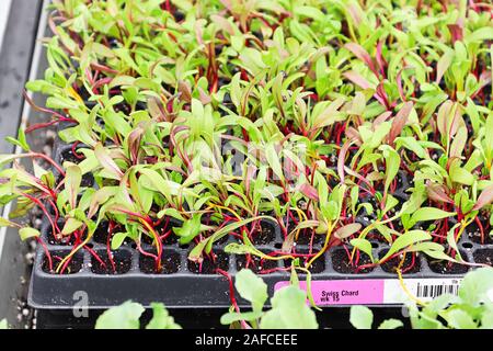Ein Tablett mit Mangold microgreens Keimen Stockfoto