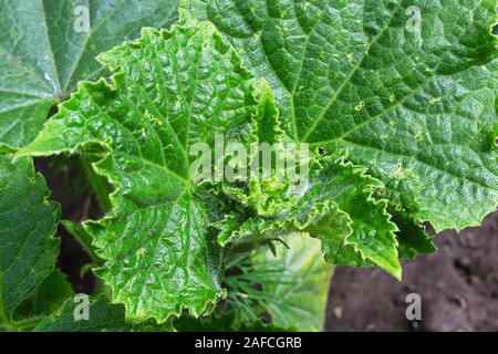 Nahaufnahme des haarigen Gurke Blätter uncurling im Garten Stockfoto