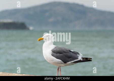 Nahaufnahme der Ring billed Gull mit Blick auf das Meer in San Francisco, USA Stockfoto