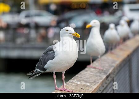 Nahaufnahme der den Ring-billed Gull mit Blick auf das Meer in San Francisco, USA Stockfoto