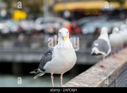 Nahaufnahme der den Ring-billed Gull mit Blick auf das Meer in San Francisco, USA Stockfoto