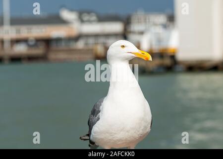 Nahaufnahme der den Ring-billed Gull mit Blick auf das Meer in San Francisco, USA Stockfoto