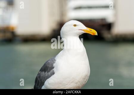 Nahaufnahme der den Ring-billed Gull mit Blick auf das Meer in San Francisco, USA Stockfoto