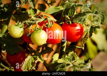 Seitenansicht des reifenden Tomaten auf der Rebe Stockfoto