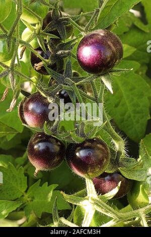 Kleine runde violette Tomaten wachsen im Garten Stockfoto