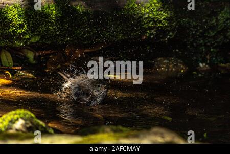 South Island Robin baden im flachen Pool, Neuseeland Stockfoto