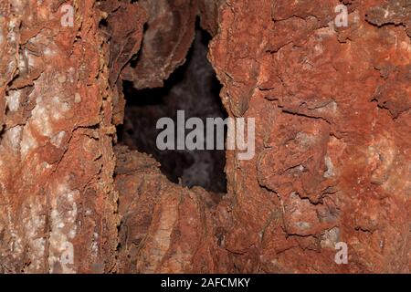 Ein Loch in einer Wand mit detaillierten Angaben der boxwork Struktur innerhalb der Wind Cave National Park, South Dakota. Stockfoto