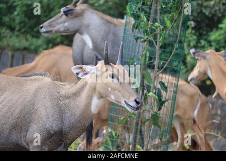 Die männlichen Nilgai Kopf Nahaufnahme Bild. Es ist die größte asiatische Antilopen und ist endemisch auf dem indischen Subkontinent. nilgai oder Blue Bull, Bor Tiger Reserve, Stockfoto