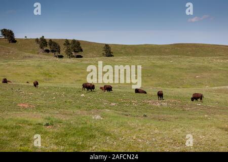 Eine Familie von Bison mit Feder Babys ruht und Beweidung auf die sanften Hügel der Wind Cave National Park, South Dakota. Stockfoto