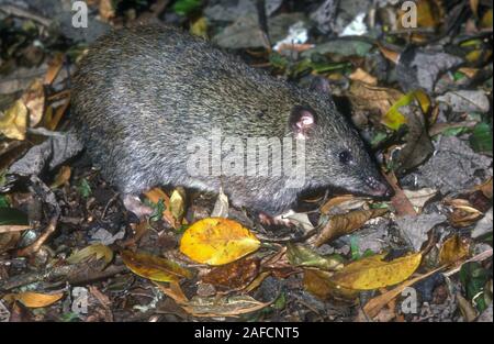 LANGNASEN-POTOROO (AUCH BEKANNT ALS RATTENKÄNGURU) POTOROIDAE, BUNYA MOUNTAINS, QLD, AUSTRALIEN. Stockfoto