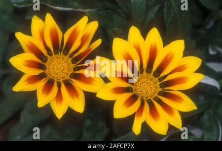 NAHE AUFNAHME VON ORANGE GAZANIA SPLENDENS BLÜTEN, AUCH BEKANNT ALS AFRIKANISCHE GÄNSEBLÜMEN, KÜSTENGAZANIE ODER SCHATZBLÜTE. AUSTRALIEN. Stockfoto