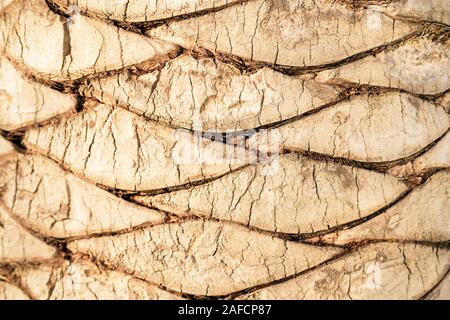 Palm Tree Textur. Stockfoto