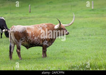 Eine braune und weiße Texas Longhorn Kuh Zukunft stehend in einer grünen Wiese auf einem Bauernhof. Stockfoto