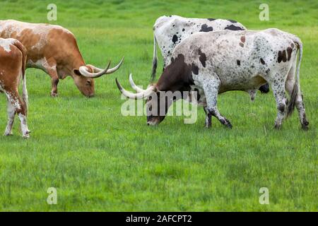 Eine Gruppe von Texas Longhorn Rinder grasen in einer frühling gras Feld auf einer Ranch in South Dakota. Stockfoto