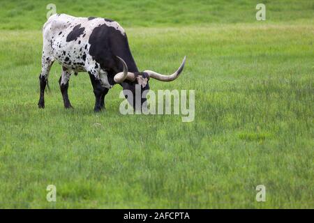 Eine schwarze und weiße Texas Longhorn Stier grasen in einer Frühjahr grünes Gras Feld in South Dakota. Stockfoto