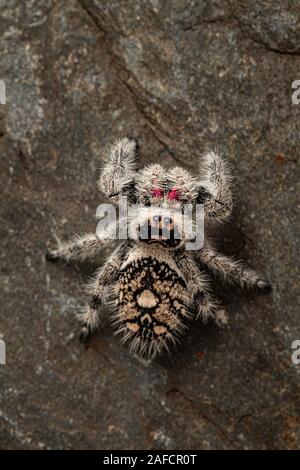 Regal Jumping Spider (Phidippus regius) Stockfoto