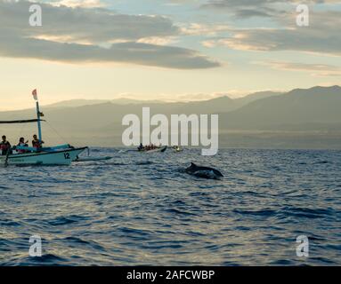 Touristen gehen auf ein Dolphin Watching Tour Stockfoto
