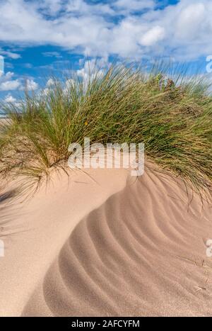 Northam Burrows Country Park, Sanddünen und Marramgräser mit Fechten, North Devon, South West, Großbritannien Stockfoto