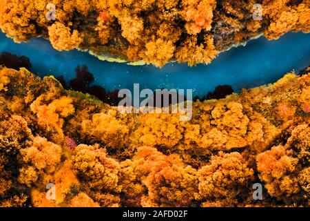 Drone Antenne Landschaft Fluß in autumnt Wald. Birds Eye View Stockfoto