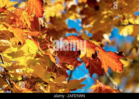 Nahaufnahme eines Ahorn Baum im Herbst mit rote, orange und gelbe Blätter Stockfoto