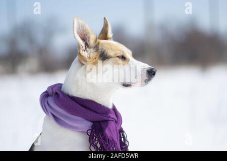 Outdoor Portrait (Profil) der weißen Mischlingen tragen Tröster und Beobachten in der Wintersaison Stockfoto