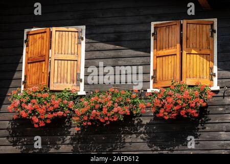 Nahaufnahme eines Berges Chalet aus Holz mit zwei Fenstern und drei Topfpflanzen mit roten Geranien, Alpen, Italien, Europa Stockfoto