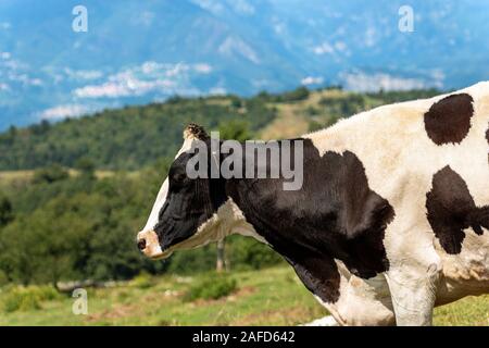 Holstein friesischen Rindern, Portrait eines schwarzen und weißen Milchkuh auf einem Defokussierten Berglandschaft. Alpen, Europa Stockfoto