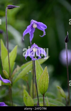 Clematis integrifolia, nicht Twining, klettern, klettern, kriechen, blaue Blume, Blumen, Blüte, mehrjährig, RM Floral Stockfoto