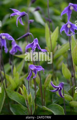 Clematis integrifolia, nicht Twining, klettern, klettern, kriechen, blaue Blume, Blumen, Blüte, mehrjährig, RM Floral Stockfoto