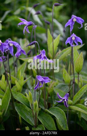 Clematis integrifolia, nicht Twining, klettern, klettern, kriechen, blaue Blume, Blumen, Blüte, mehrjährig, RM Floral Stockfoto