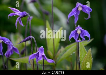 Clematis integrifolia, nicht Twining, klettern, klettern, kriechen, blaue Blume, Blumen, Blüte, mehrjährig, RM Floral Stockfoto