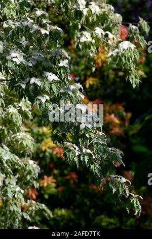 Cornus kousa China Girl, weiß, Deckblatt, Deckblätter, Blumen, Blume, Blüte, Frühling, Hartriegel, Hartriegel, Zierpflanzen, Baum, RM Floral Stockfoto