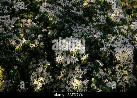 Cornus kousa Milchstraße, Hartriegel, Hartriegel, Bäume, cornus Kousa var chinensis, agm, weiße Blumen, Blüte, Blüten, RM Floral Stockfoto