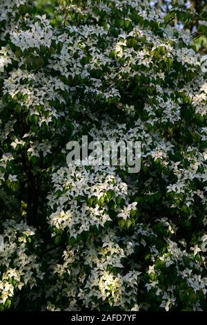 Cornus kousa Milchstraße, Hartriegel, Hartriegel, Bäume, cornus Kousa var chinensis, agm, weiße Blumen, Blüte, Blüten, RM Floral Stockfoto