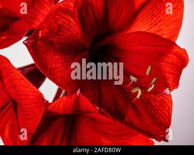 Studio in der Nähe von Roten Amaryllis, Blume Stockfoto