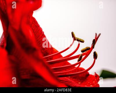 Studio in der Nähe von Roten Amaryllis, Blume Stockfoto