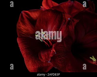 Studio in der Nähe von Roten Amaryllis, Blume Stockfoto