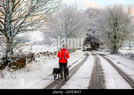 Tebay, Cumbria, Großbritannien. Dezember 2019. Frost und Schneeschauer am frühen Morgen, die die Tebay Winterlandschaft bedecken, während ein Hundewanderer ihr Paar Rettungshunde zu einem Spaziergang in den Westmorland Fells nimmt. Kredit: MediaWorldImages/Alamy Live News Stockfoto