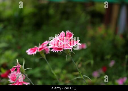 Closeup Schuß von kleinen rosa weiß Blumen im Garten Stockfoto