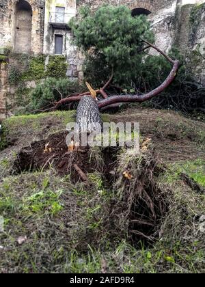 Rom, Italien. 14 Dez, 2019. Umgestürzte Bäume in Rom und an der Küste Windböen bis zu 100 km/h. Von den frühen Nachmittag des 13. Dezember in Rom gab es über 360 Interventionen von Feuerwehr und Polizei. Nach der Erinnerung von den zivilen Proteation, den Bürgermeister von Rom eingeleitet hatte sich entschieden, die Schulen (einschließlich der Parkanlagen und Friedhöfe) (Foto von Patrizia Cortellessa/Pacific Press) Quelle: Pacific Press Agency/Alamy Leben Nachrichten zu schließen. Stockfoto