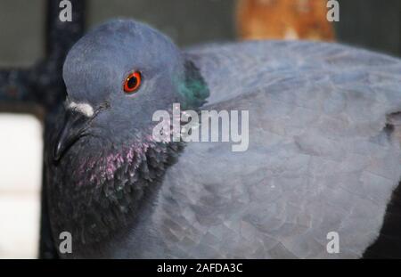 Porträt von Vogel Stockfoto