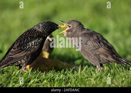 STARLING, Großbritannien. Stockfoto