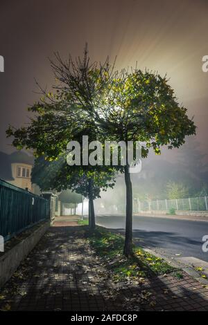 Wanderweg durch das Dorf mit Baum in der Nacht beleuchtet von Laternen bei Nebel. Herbst Nächte Konzept. Stockfoto