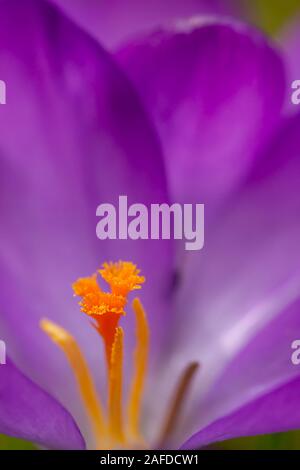 Crocus, plural Krokusse oder Croci ist eine Gattung von Blütenpflanzen in der Iris-Familie. Ein einzelnes Crocus, ein paar Krokusse, eine Wiese voller Krokusse Stockfoto