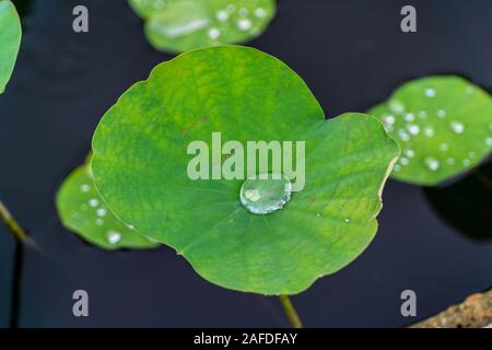 Wassertropfen und Verstauen auf Colocasia esculenta großes grünes Blatt im Sonnenschein - Textur Hintergrund Stockfoto