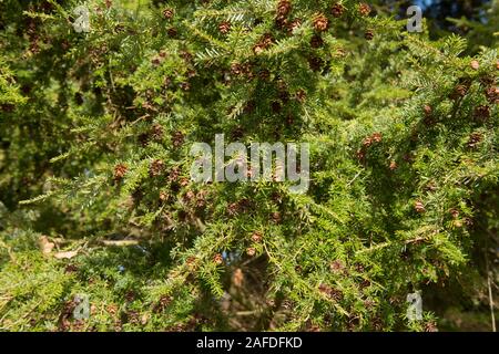 Laub der immergrüne Nadelbaum westliche Hemlocktanne (Tsuga heterophylla) mit einem strahlend blauen Himmel Hintergrund in einem bewaldeten Garten Stockfoto