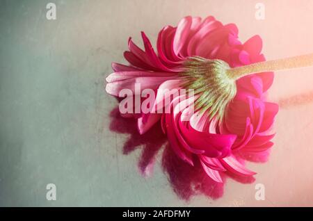 Die Gerbera pink auf einem Spiegel verschwommenen Hintergrund. Blumen Foto mit Platz für Text. Stockfoto