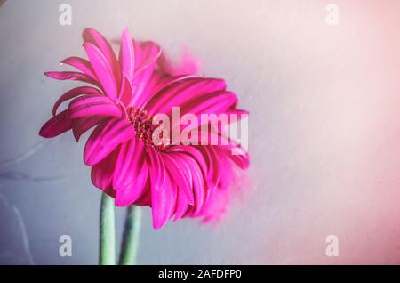 Die Gerbera pink auf einem Spiegel verschwommenen Hintergrund. Blumen Foto mit Platz für Text. Stockfoto